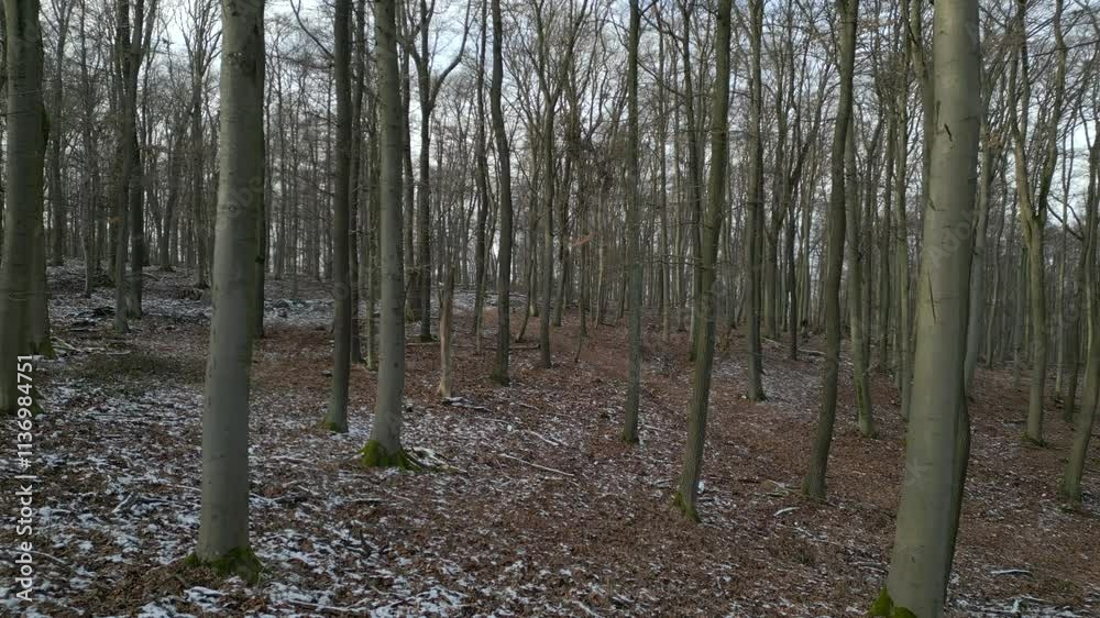 Mit der Drohne durch den herbstlichen und winterlichen Wald (Vorwärtsbewegung) Mit der Drohne durch den herbstlichen und winterlichen Wald (Vorwärtsbewegung)