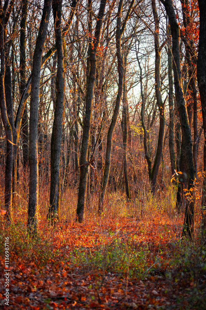 Obraz premium Golden sunrise in the autumn forest,leaves on the ground,landscape with trees, golden and orange colors, sunlights through the trees.Branches without leaves,golden forest, autumn season . 