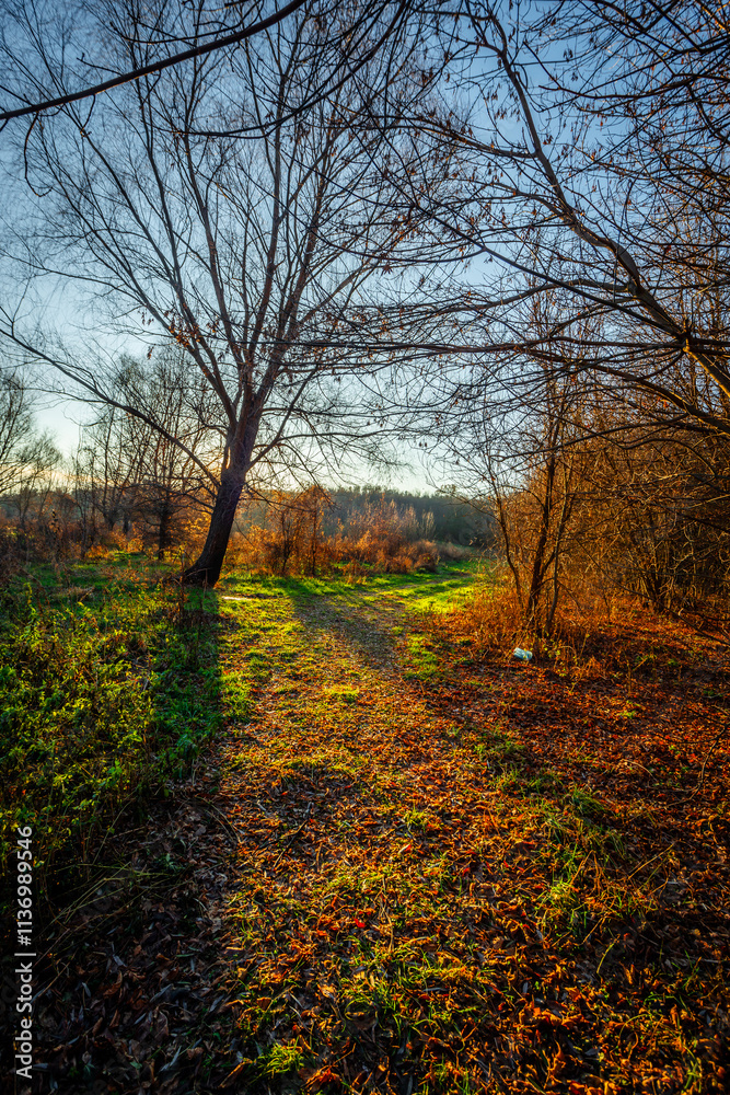 Landscape in the forest with sunlights through the trees ,autumn morning in the woodlands,colorful naure.Autumn season , old fallen trees , branches without leaves,yellow and golden colors in forest Landscape in the forest with sunlights through the trees ,autumn morning in the woodlands,colorful naure.Autumn season , old fallen trees , branches without leaves,yellow and golden colors in forest