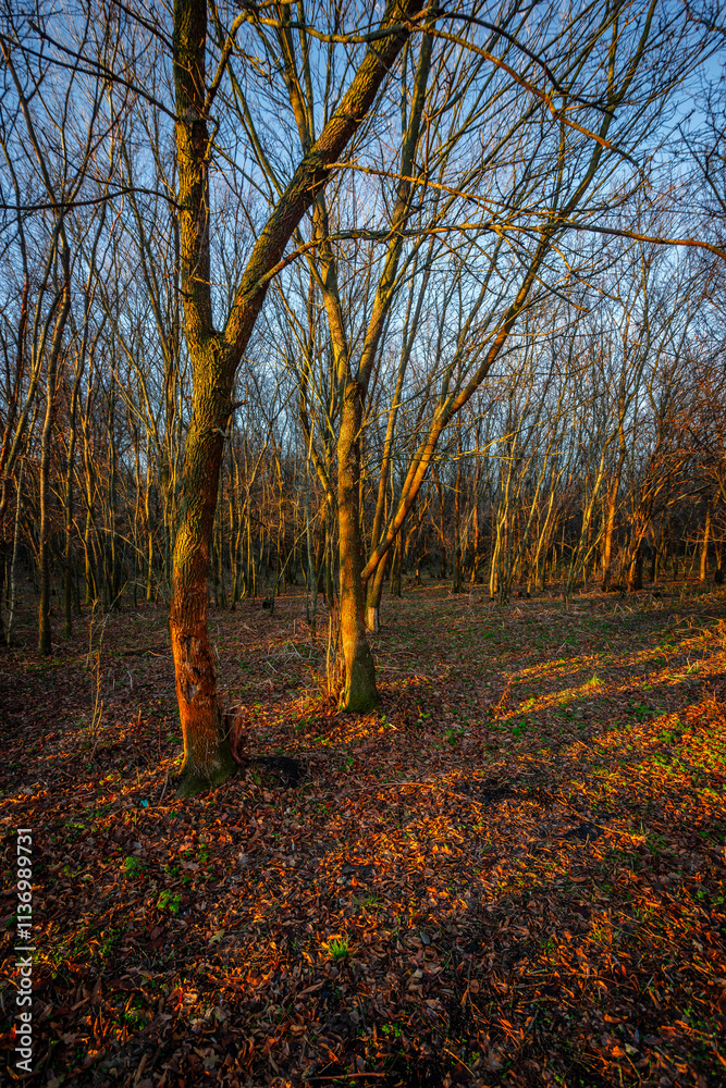 Fototapeta premium Landscape in the forest with sunlights through the trees ,autumn morning in the woodlands,colorful naure.Autumn season , old fallen trees , branches without leaves,yellow and golden colors in forest