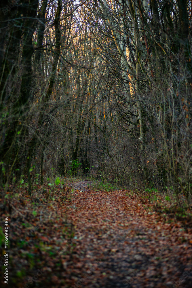 Fototapeta premium Autumn trees in the forest , sunlights through the branches,morning in the woodlands,autumn season.Landscape with woods,branches and sun,fall colors on the picture,morning in forest