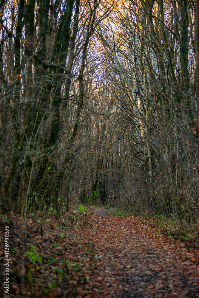 Obraz premium Autumn trees in the forest , sunlights through the branches,morning in the woodlands,autumn season.Landscape with woods,branches and sun,fall colors on the picture,morning in forest