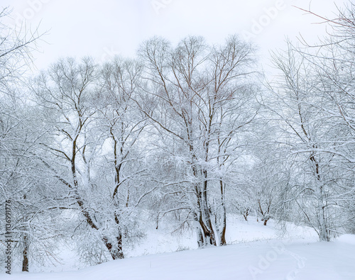 A beautiful winter landscape with tall trees decorated with snow.