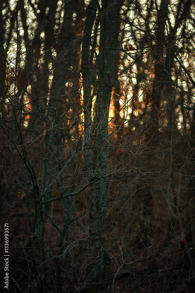 Obraz premium Autumn trees in the forest , sunlights through the branches,morning in the woodlands,autumn season.Landscape with woods,branches and sun,fall colors on the picture,morning in forest
