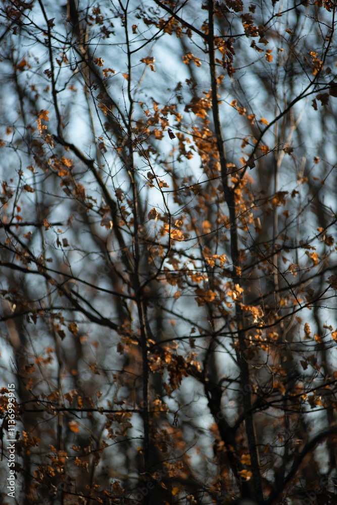 Obraz premium Autumn trees in the forest , sunlights through the branches,morning in the woodlands,autumn season.Landscape with woods,branches and sun,fall colors on the picture,morning in forest