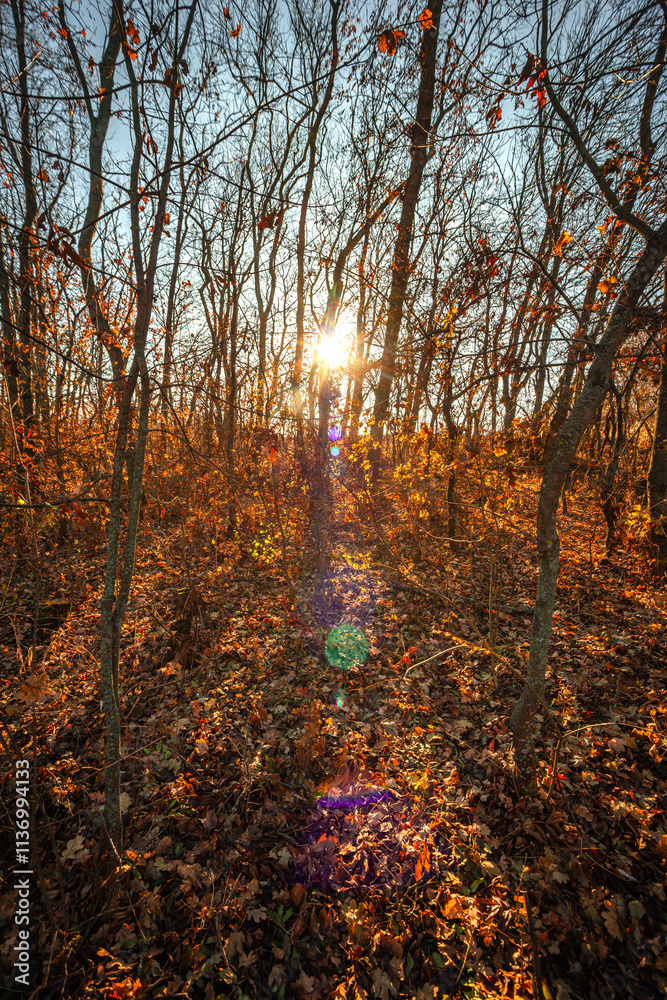 Obraz premium Beautiful nature landscape , sunlight through the trees .Autumn woodlands,yellow and orange colors ,woodlands at morning.Colorful autumn.Branches and trees.Forest landscape , Sunny day and naure photo