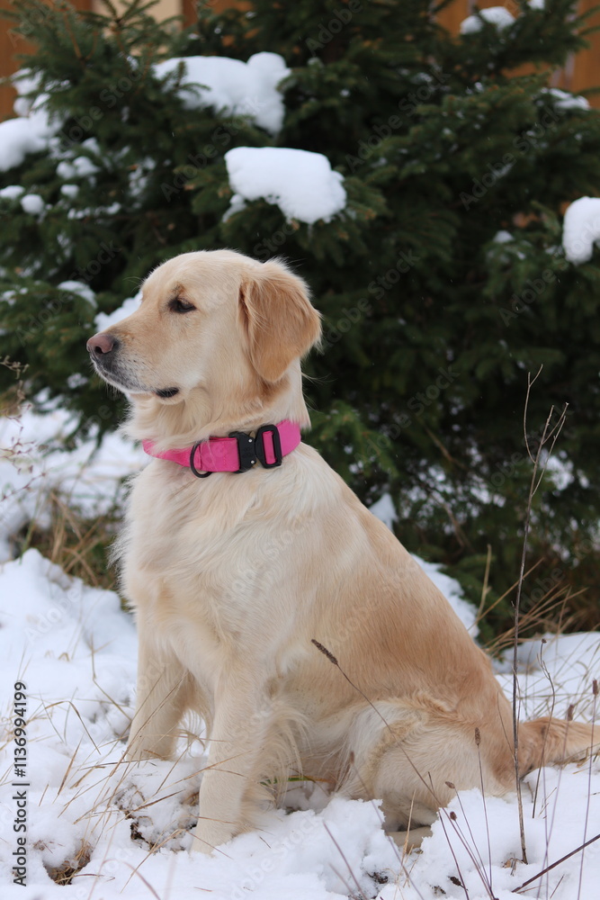 golden retriever in snow golden retriever in snow