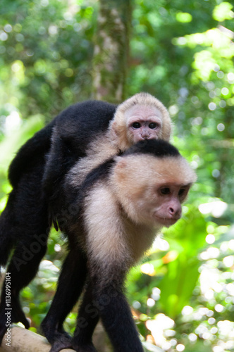 Mother capuchin monkey carrying baby