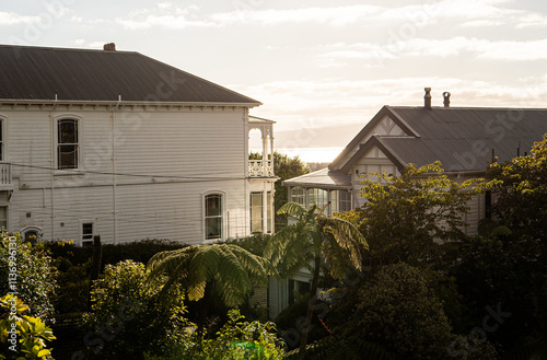 Wellington city new zealand architecture houses buildings in lush greenery urban views 