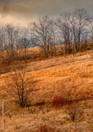 A lot of reed and grass in the orange colors, autumn nature , beautiful sky with clouds, landscape photo with trees and grass, hills and woodlands.Nature at the fall season 