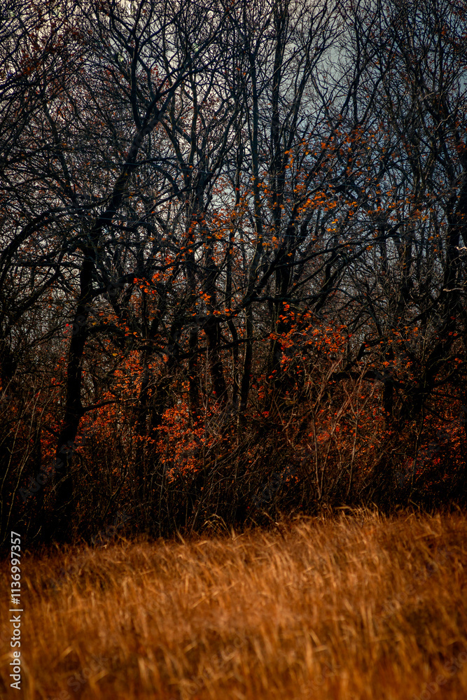 Fototapeta premium A lot of reed and grass in the orange colors, autumn nature , beautiful sky with clouds, landscape photo with trees and grass, hills and woodlands.Nature at the fall season 