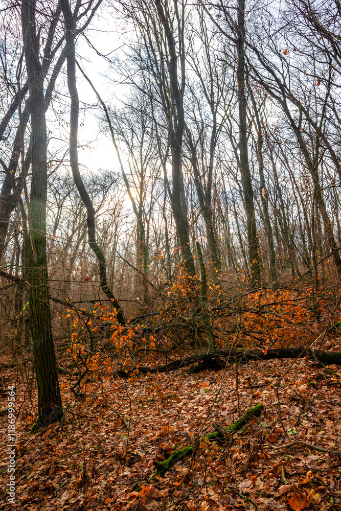 Fototapeta premium Beautiful landscape in the autumn forest , yellow and orange leaves, trees with no leaves.November mood in the forest,woodlands in the fall colors, green moss on trees ,beautiful nature in fall season