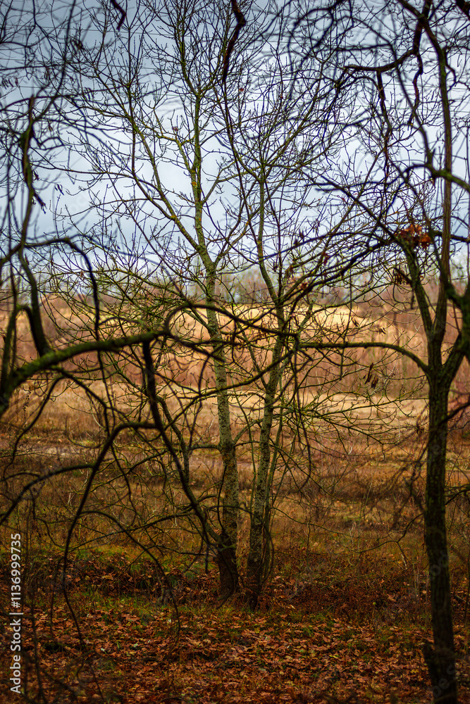 Beautiful landscape in the autumn forest , yellow and orange leaves, trees with no leaves.November mood in the forest,woodlands in the fall colors, green moss on trees ,beautiful nature in fall season Beautiful landscape in the autumn forest , yellow and orange leaves, trees with no leaves.November mood in the forest,woodlands in the fall colors, green moss on trees ,beautiful nature in fall season