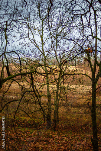 Beautiful landscape in the autumn forest , yellow and orange leaves, trees with no leaves.November mood in the forest,woodlands in the fall colors, green moss on trees ,beautiful nature in fall season