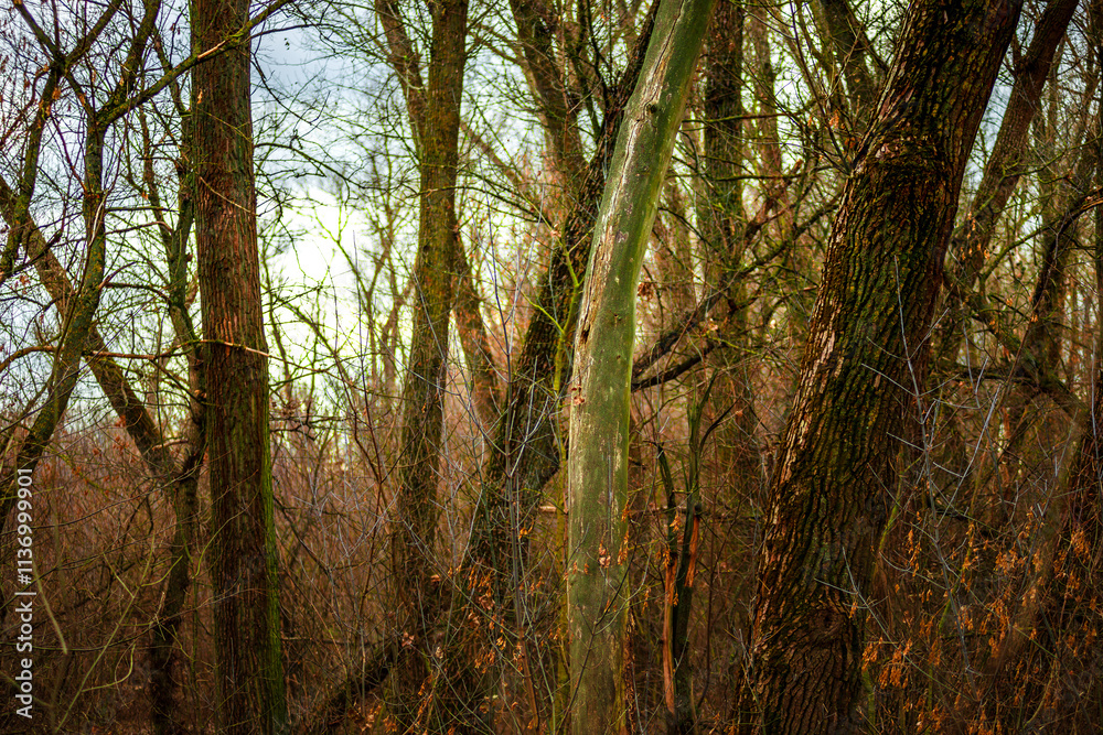 Fototapeta premium Beautiful landscape in the autumn forest , yellow and orange leaves, trees with no leaves.November mood in the forest,woodlands in the fall colors, green moss on trees ,beautiful nature in fall season