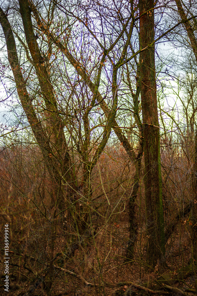 Obraz premium Beautiful landscape in the autumn forest , yellow and orange leaves, trees with no leaves.November mood in the forest,woodlands in the fall colors, green moss on trees ,beautiful nature in fall season