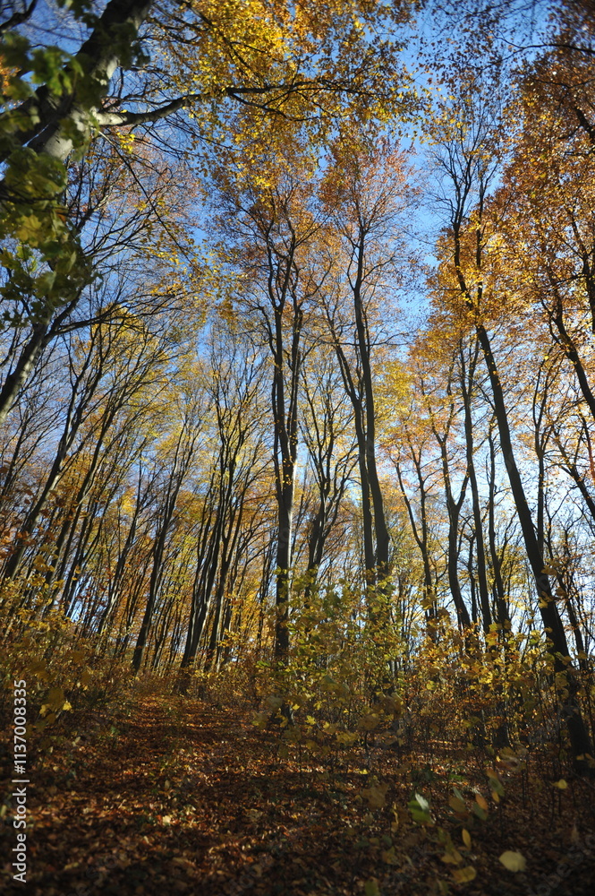 Fototapeta premium Warm autumn day, Indian summer