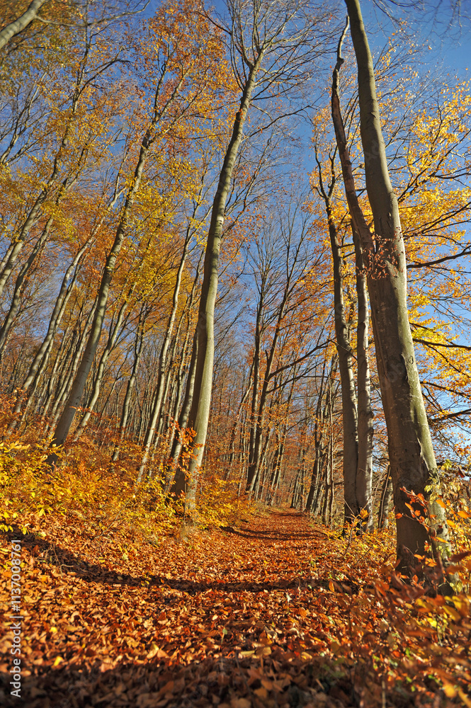 Fototapeta premium Warm autumn day, Indian summer