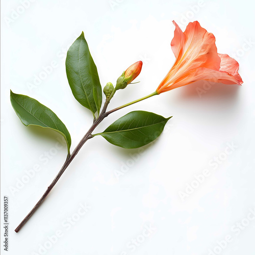 Highly detailed birds eye photo of an exotic flower stem and leaf used in aromatherapy oils laying on a pure untextured 100 white background with a subtle shadow.jpe photo