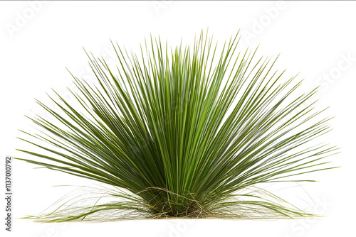 cut out image mature xanthorrhoea australis isolated on white background 8K high detailed octane image photo