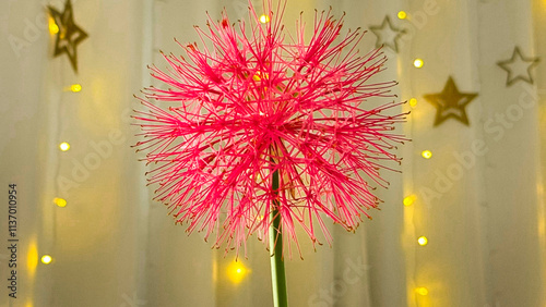 December flower, Scadoxus multiflorus, Amaryllidaceae. Red flower, Christmas star, and Christmas and New Year decorative background. photo