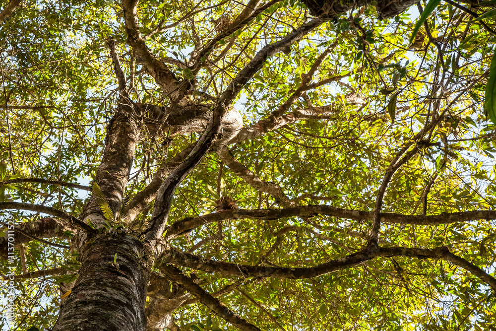 Obraz premium tree in the forest