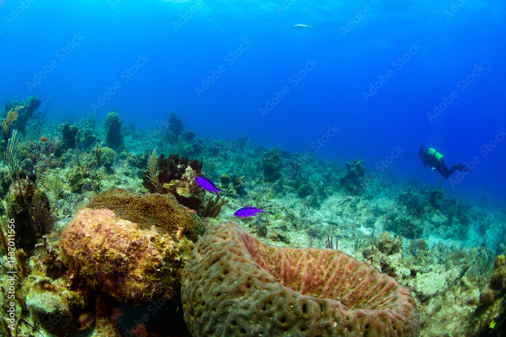 Fototapeta premium coral reef