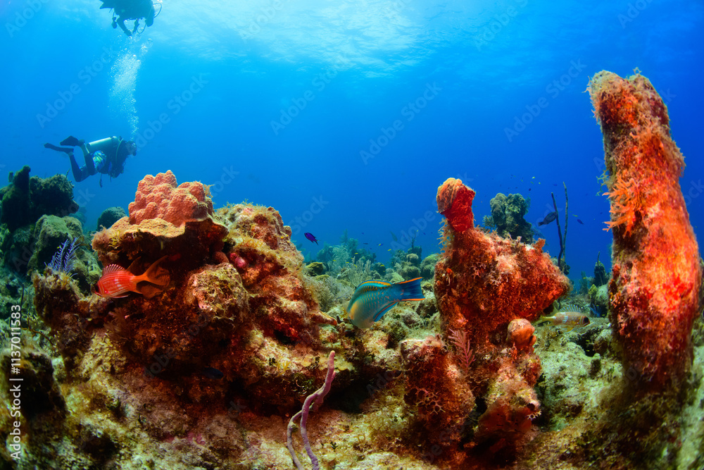 Obraz premium coral reef and diver