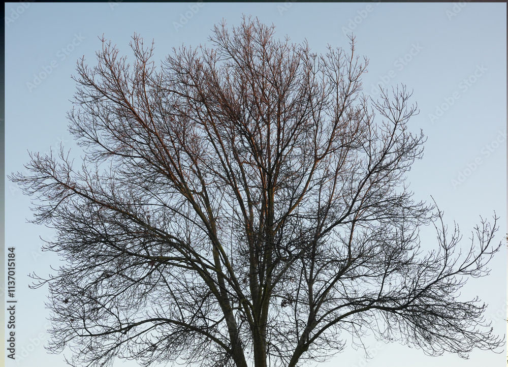 A completely defoliated tree in late fall and winter, with no leaves, showcasing its elegant, parallel scaffolds and branches against a bare backdrop A completely defoliated tree in late fall and winter, with no leaves, showcasing its elegant, parallel scaffolds and branches against a bare backdrop