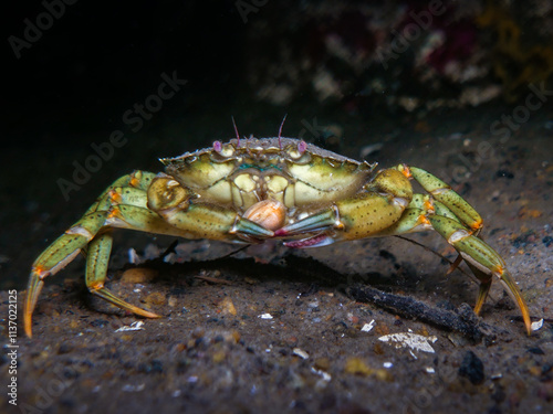 A cool crab from Norway photo