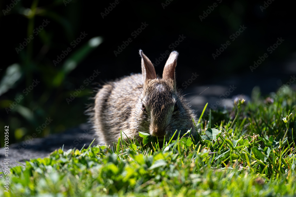 Young baby bunny on the border between lawn and garden on a sunny summer day, very cute wildlife as a nature background
Young baby bunny on the border between lawn and garden on a sunny summer day, very cute wildlife as a nature background
