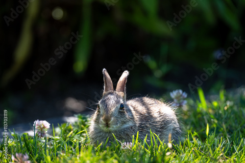 Beautiful juvenile wild bunny laying in a clover filled lawn on a sunny summer day, as a nature background
 photo