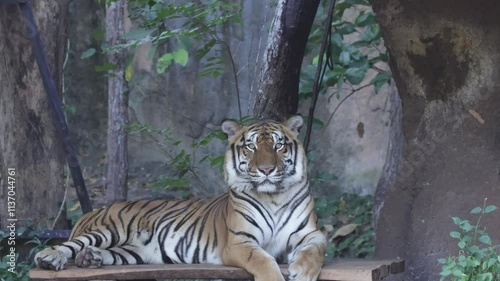 Indochinese tiger : Panthera tigris corbetti in nature. Beautiful Action. photo