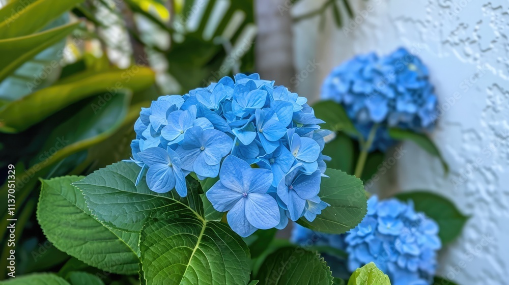 Close Up of Blue Hydrangea Blooms with Green Foliage Close Up of Blue Hydrangea Blooms with Green Foliage