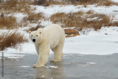 Solitary polar bear walking on the ice of Churchill Manitoba Canada