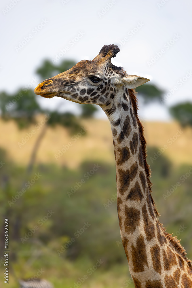 Giraffe's spotted neck in African savanna. Giraffe's spotted neck in African savanna.