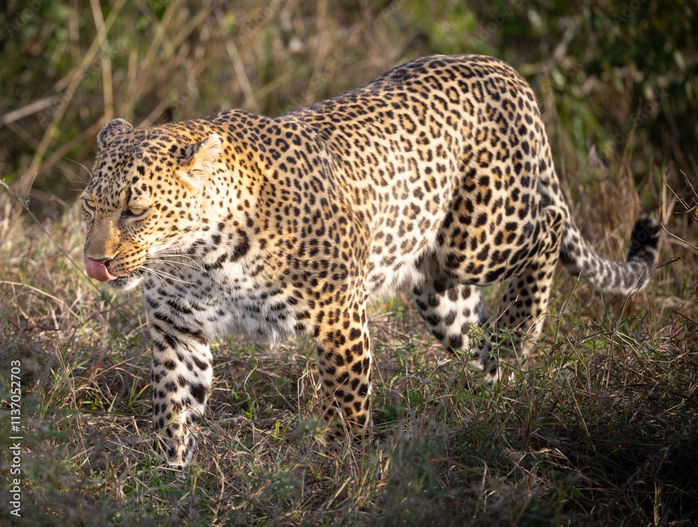 Leopard in tall grass, licking its lips. Leopard in tall grass, licking its lips.