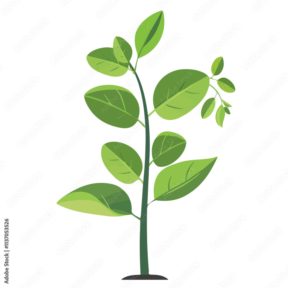 Flat vector balsa sapling, isolated on a white background.
Flat vector balsa sapling, isolated on a white background.