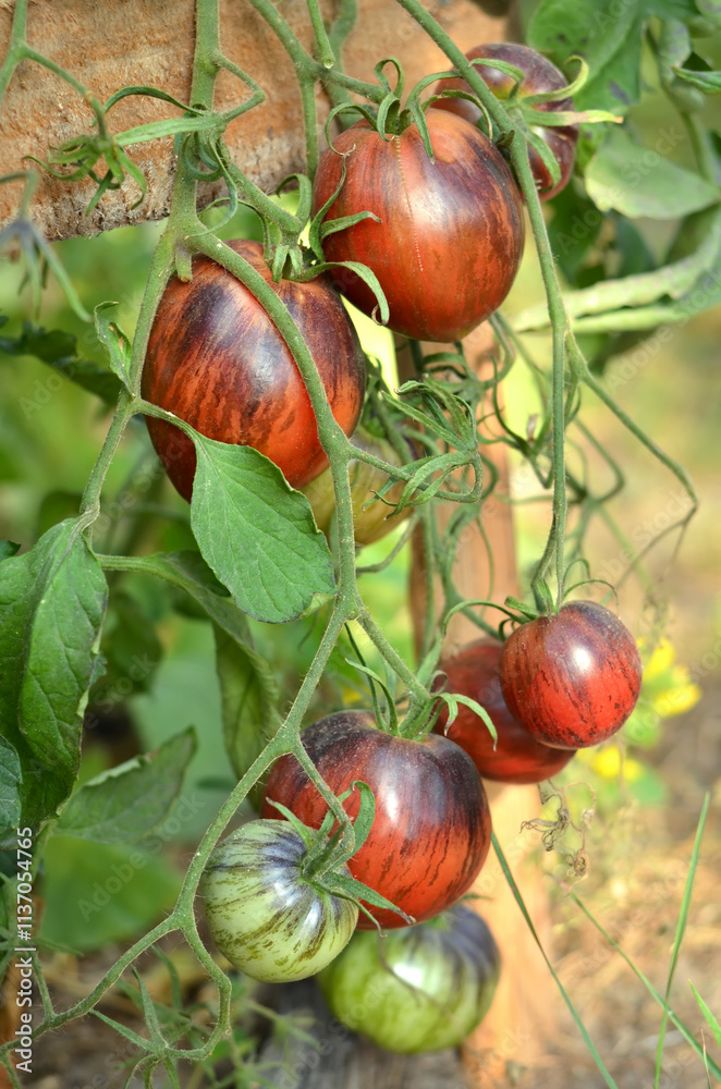 Striped red tomatoes with anthocyanin ripen in a greenhouse. Organic gardening concept. Striped red tomatoes with anthocyanin ripen in a greenhouse. Organic gardening concept.
