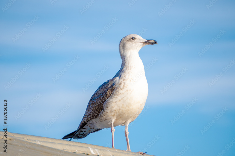 A Seagull Gracefully Perched Against a Clear Blue Sky Filled with Soft, White Clouds