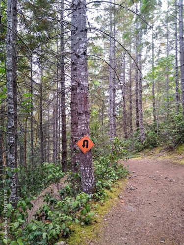 switchback in the forest
