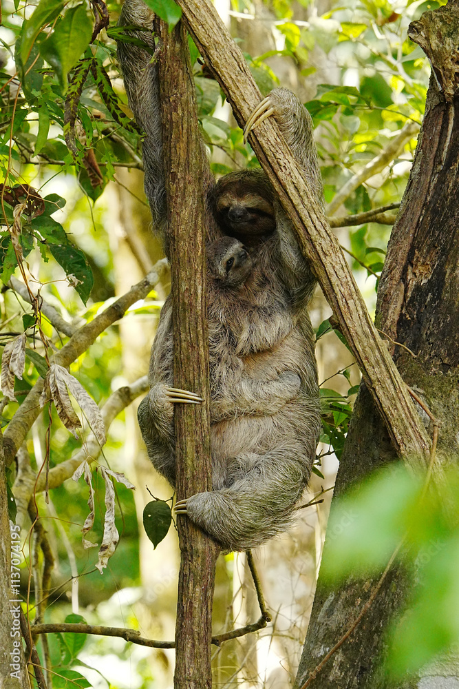 Fototapeta premium Sloth Baby and Mother