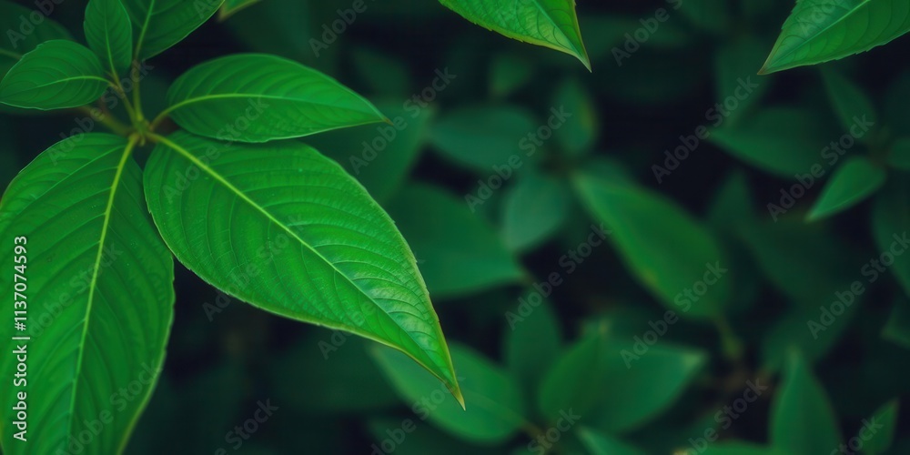 Vibrant green leaf in soft lush eco-friendly setting, foliage, Vibrant, ecologically sound Vibrant green leaf in soft lush eco-friendly setting, foliage, Vibrant, ecologically sound