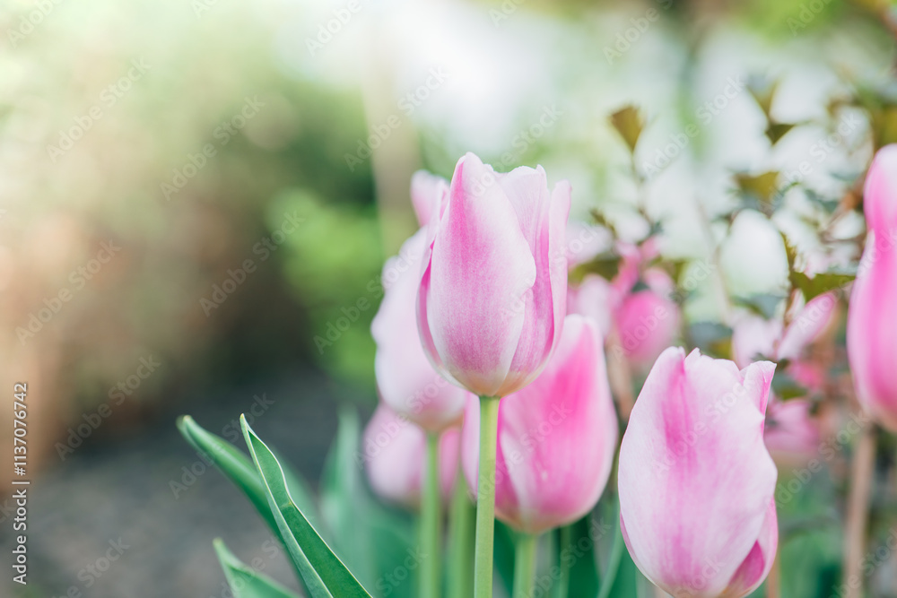 Naklejka premium Tulips in garden and landscape design. Bulbous perennial flowers. Pink and white striped tulips.Floral spring wallpaper. Variegated tulips variety.