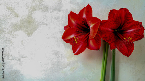 Two red amaryllis flowers on textured background.