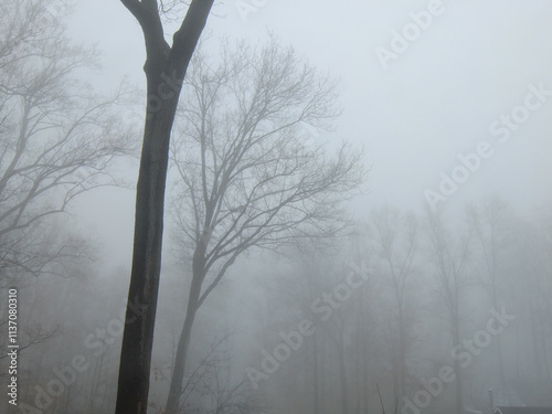 tree silhouettes in dense fog in January