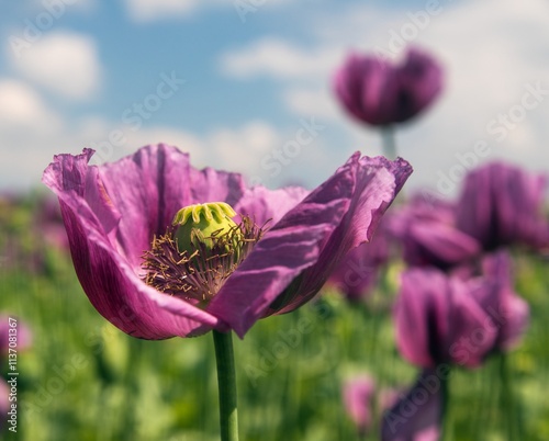 opium poppy flower, papaver somniferum, dark purple photo