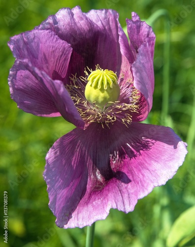 opium poppy flower, papaver somniferum, dark purple photo