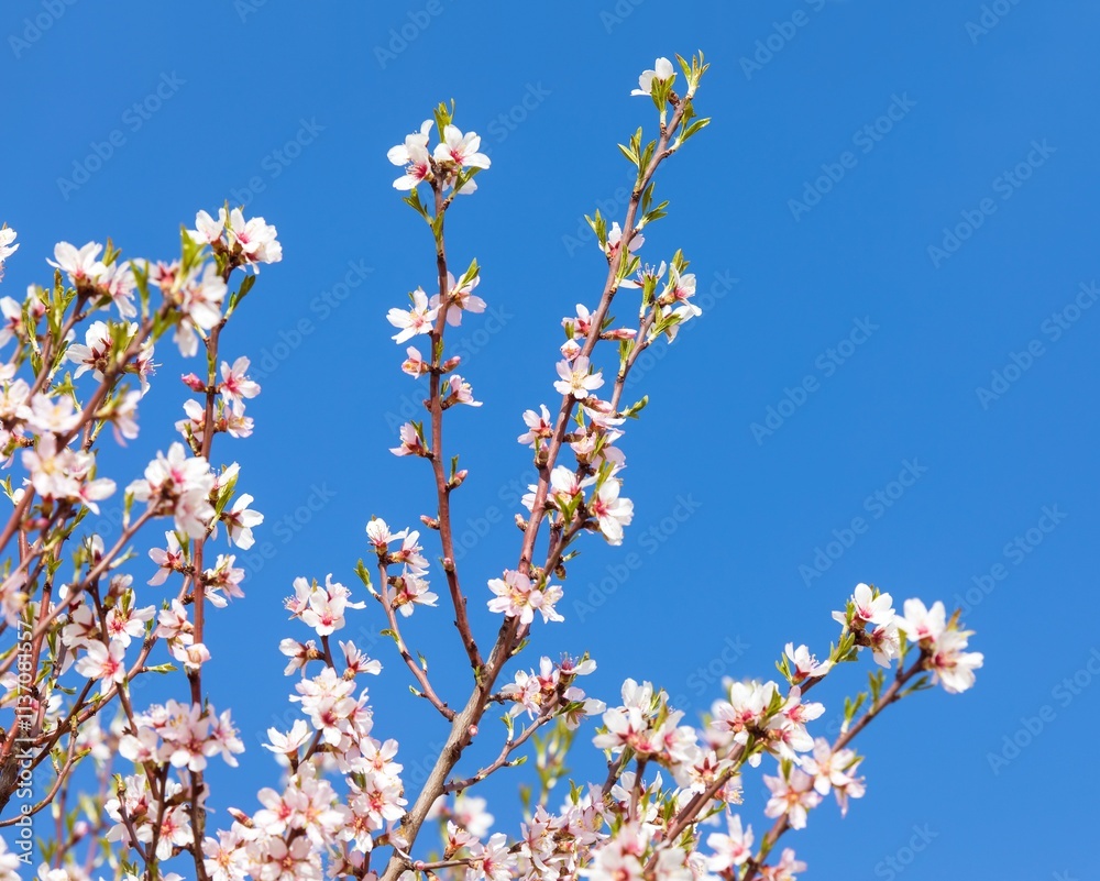 spring view of a blossoming pink almond orchard branch spring view of a blossoming pink almond orchard branch
