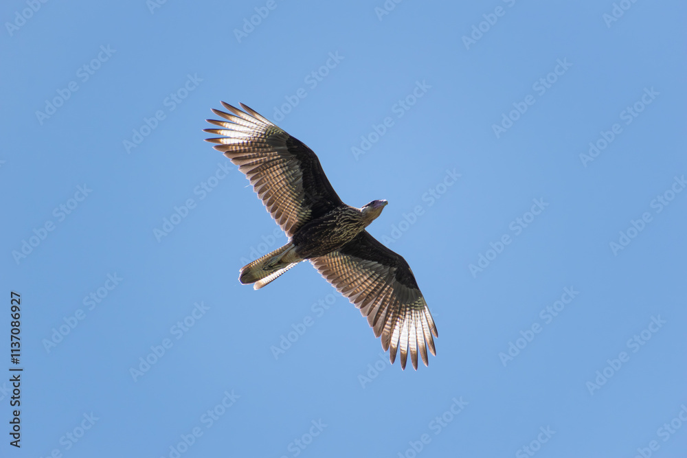 Obraz premium crested caracara (Caracara plancus) in flight, Buenos Aires, Argentina